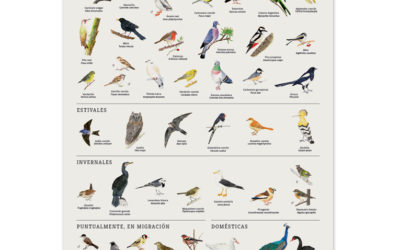 Poster Aves del Parque del Retiro