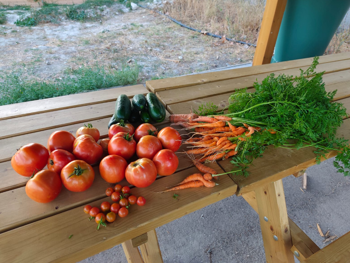 Cosecha de tomates, zanahorias y pepinos ecológicos cultivados en el huerto urbano de Ciempozuelos.